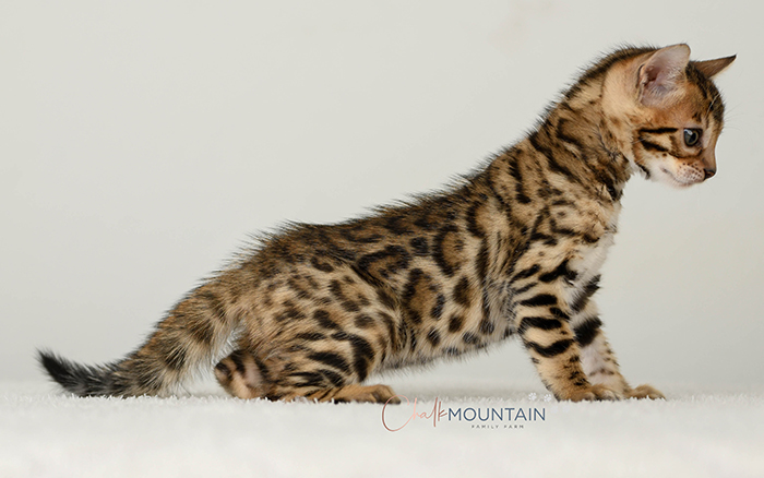 Bengal kitten for sale